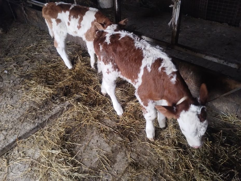 De vânzare tauras baltat și vițea baltata