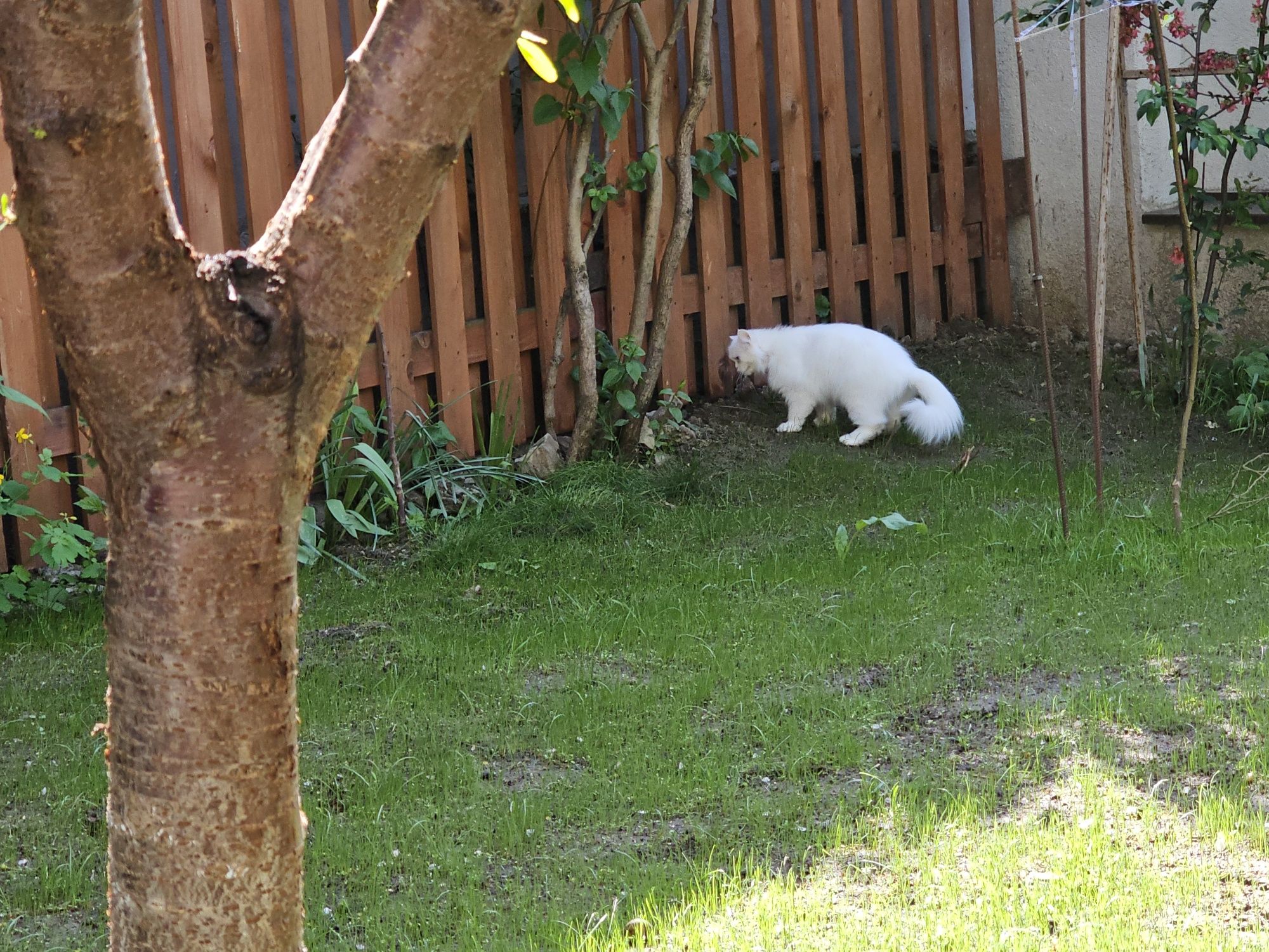 Scotish Longhair white