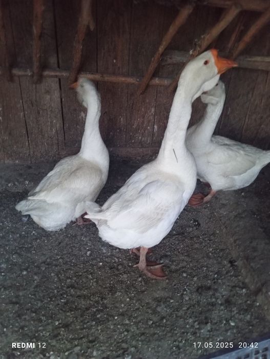 Gâște chinezești