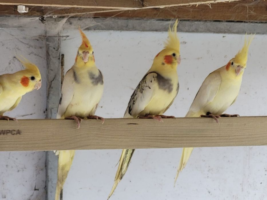 Papagali nimfe pui si adulti nimfa