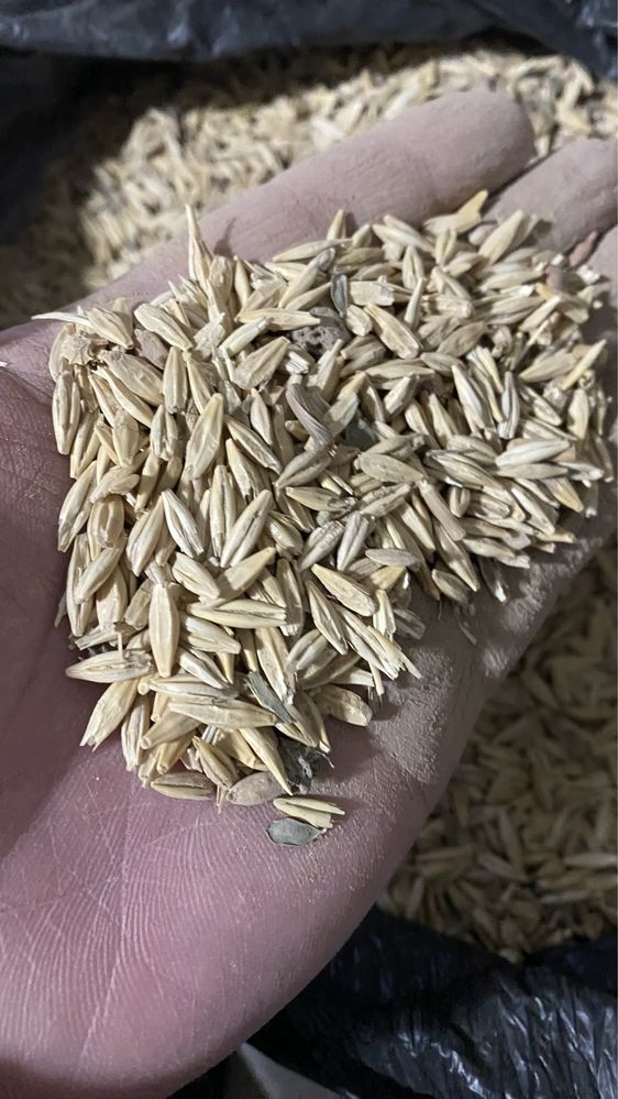 Пшеница Ячмень
