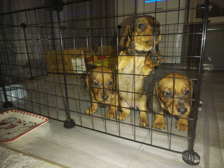 Щенки таксы. Скоро два месяца