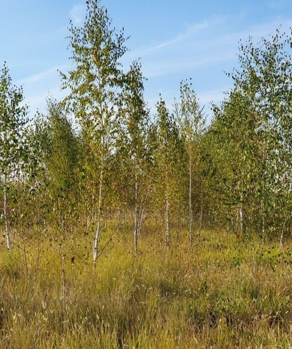 Vindem mesteacan tei frumos mirositor