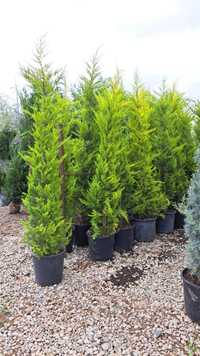 Leylandii Cupressocyparis Plante ornamentale