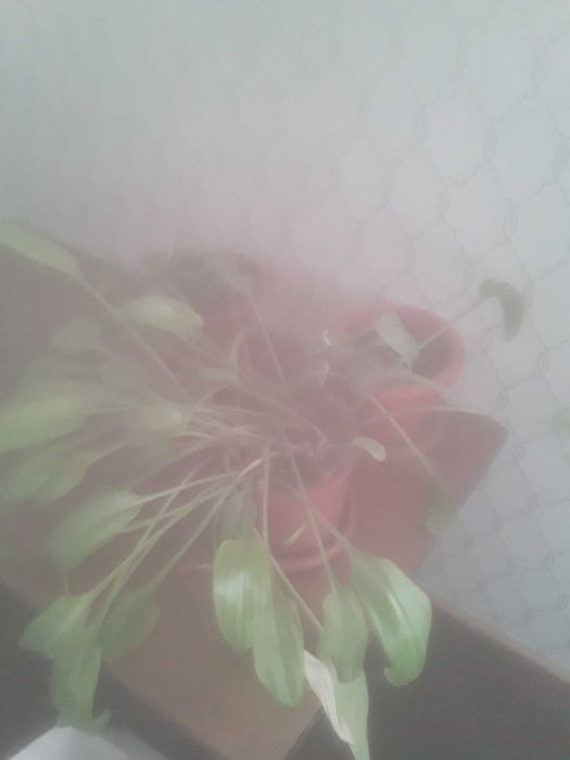 Цветок фикус и другие.