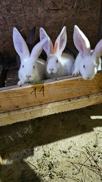 Iepuri Urias german UT. BG