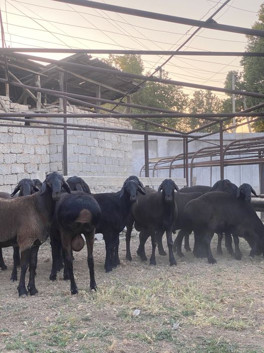 Хисори куйлар сотилади курбонликга