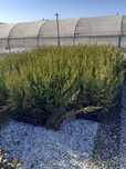 Leylandii 60-70cm crescut la ghiveci