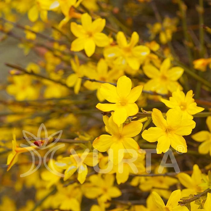 Iasomie galbena  parfumata