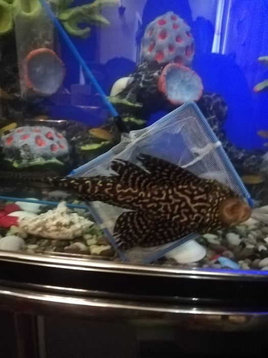 Pelisos Baliq Parchoviy