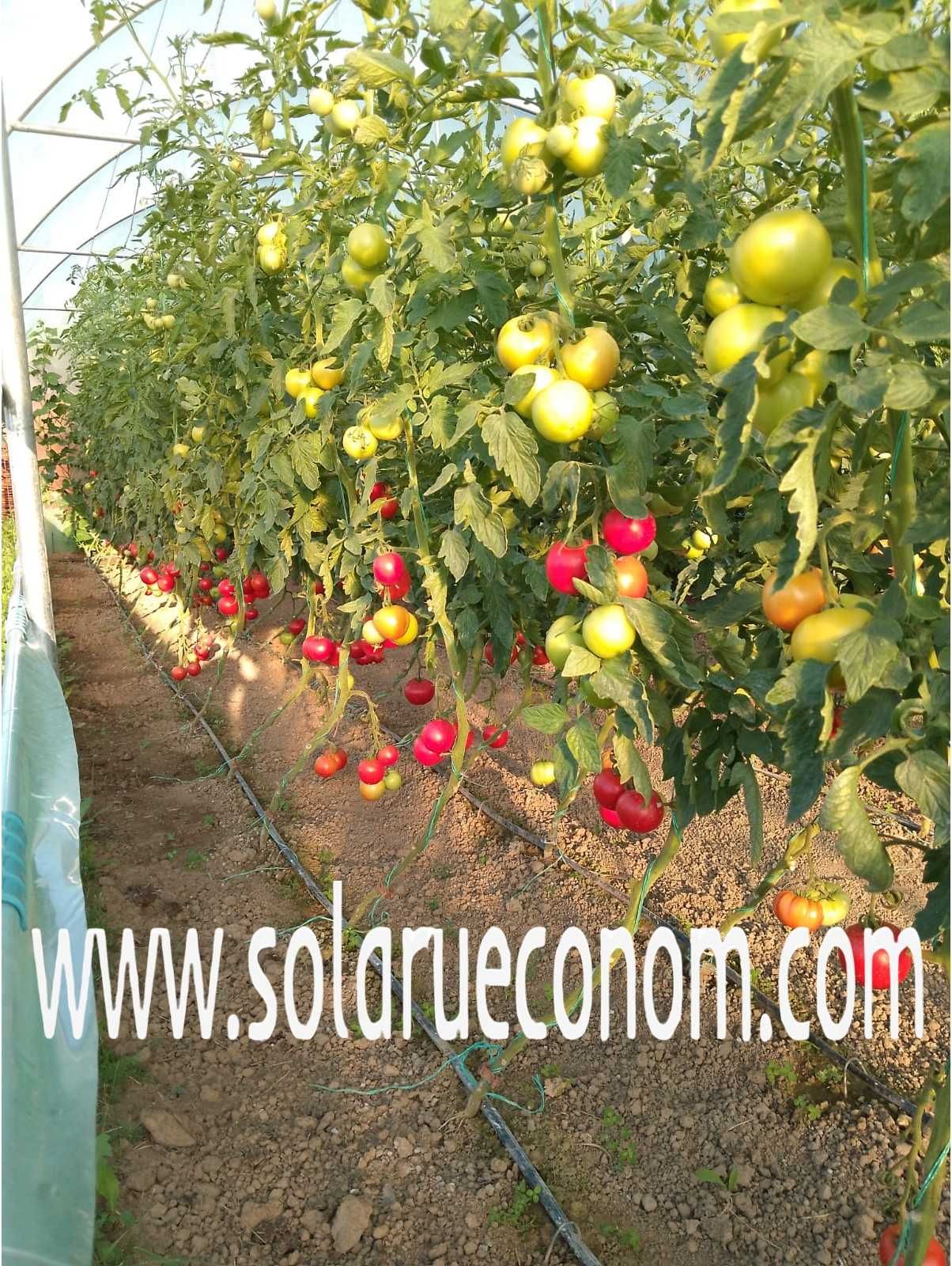 Sere (solarii) pentru cultivarea de legume si/sau flori
