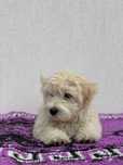 Bichon maltez crem