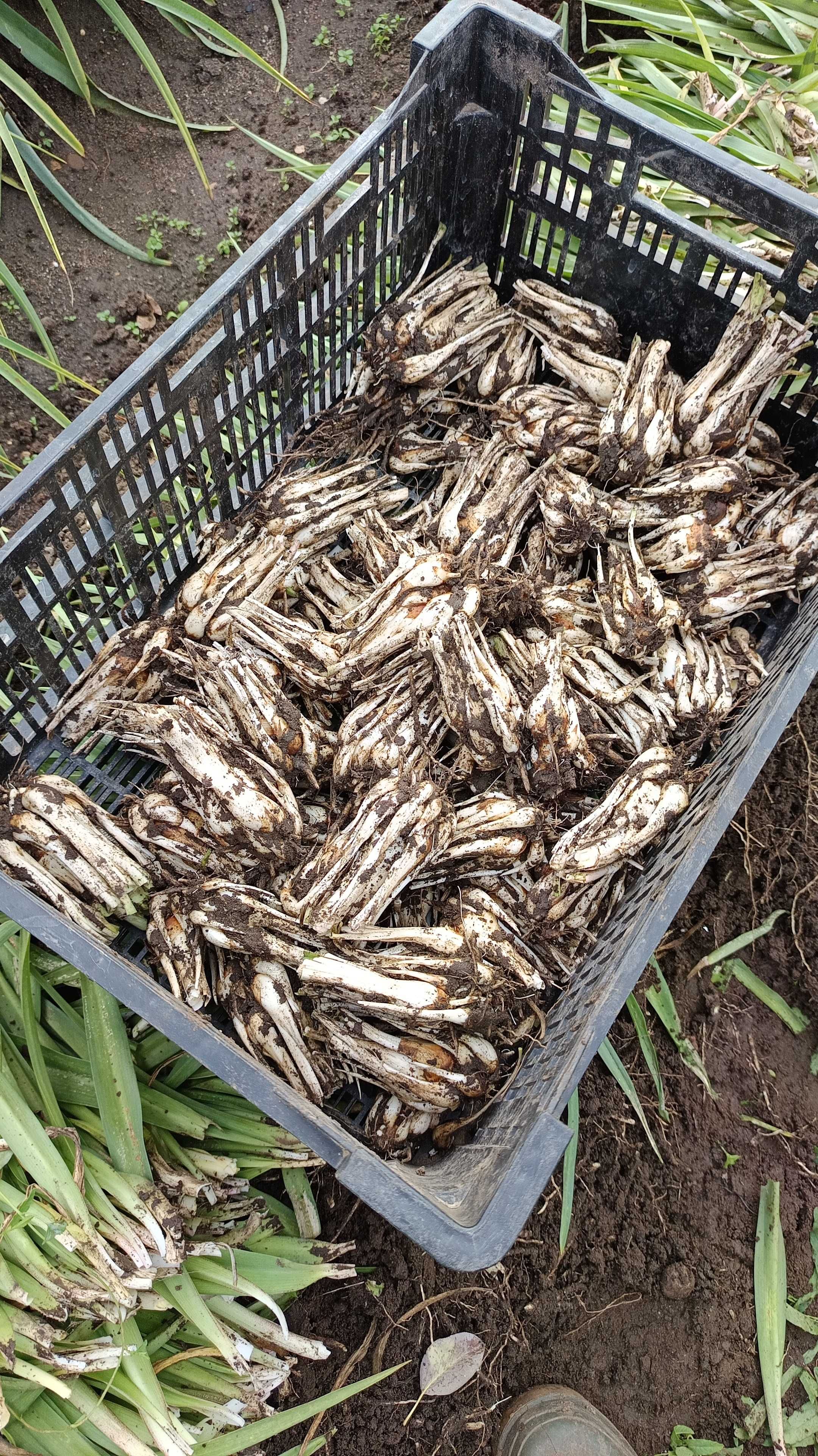 Bulbi de Tuberoze si Cale de vanzare