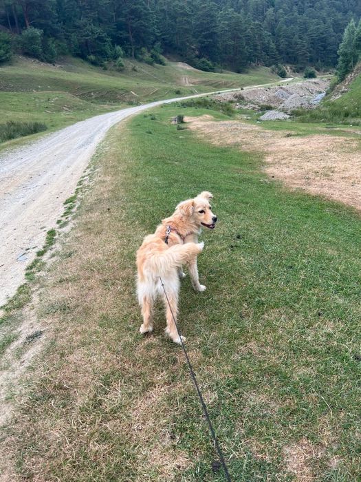 Ofer spre adoptie catel