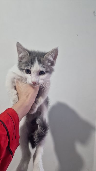 Отдам даром котёнка. Мальчик