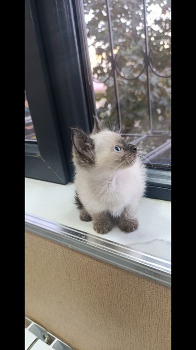 Сиамские и Турецкая ангора