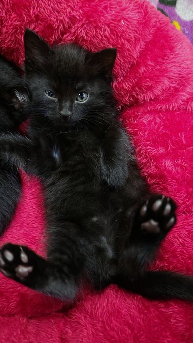 Два малыша в поисках дома! Ташкент !