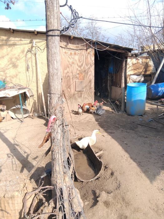 gaini americane in diferite variante