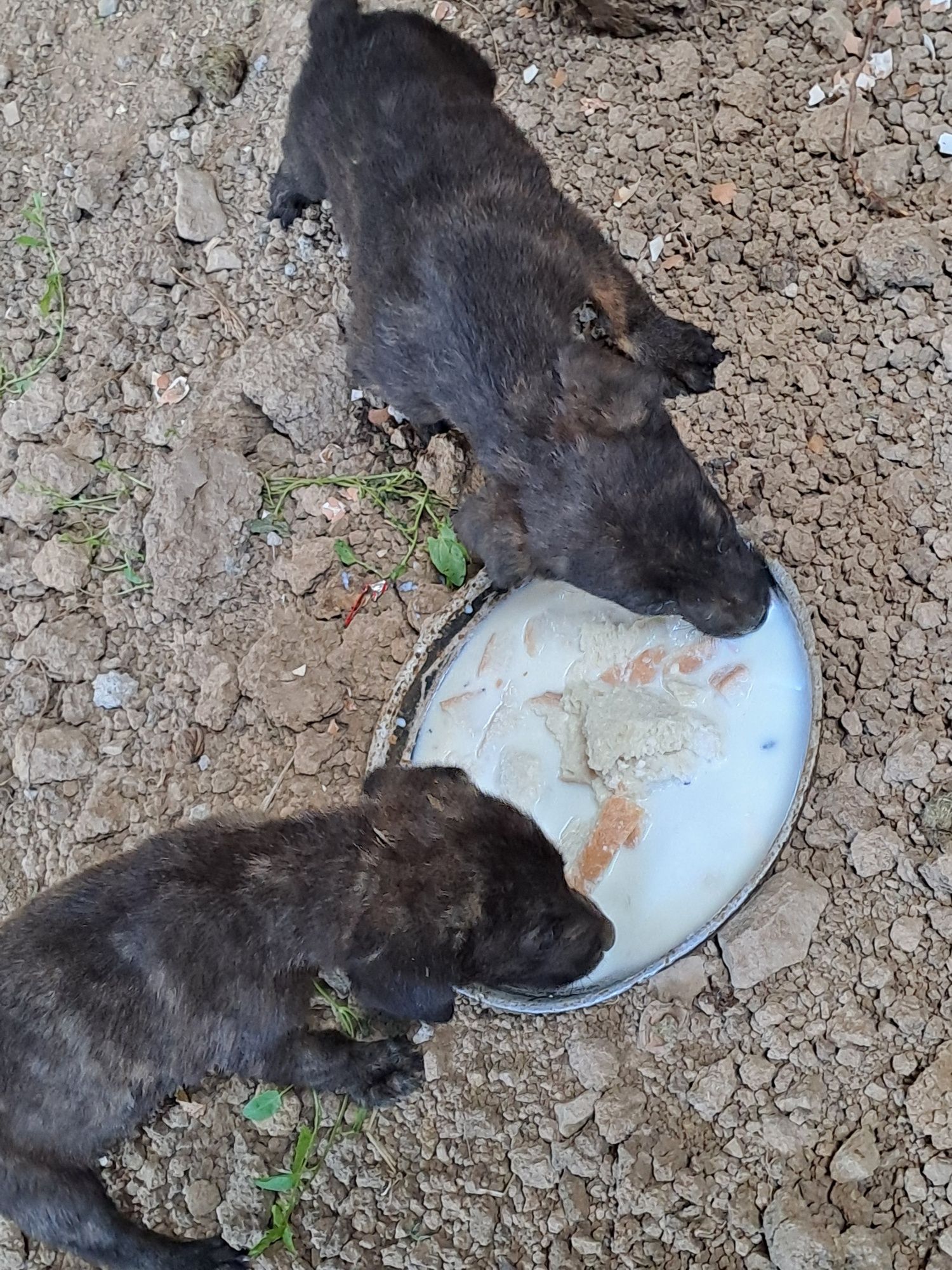 Donez căței,  mama in ultima poza