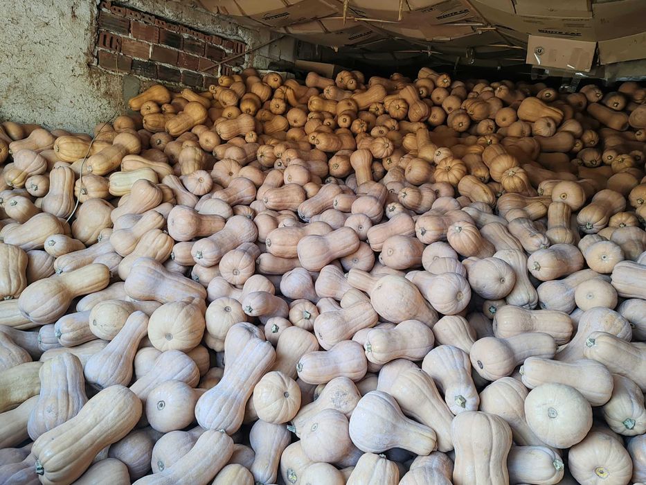 Тикви сорт Матилда