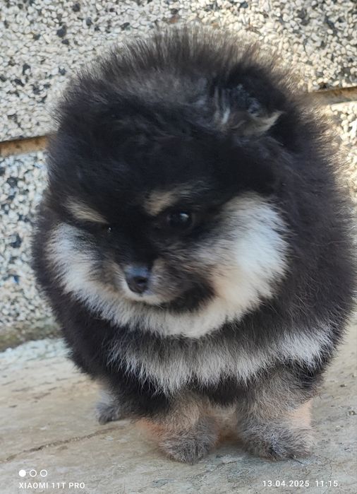 Померан померанче