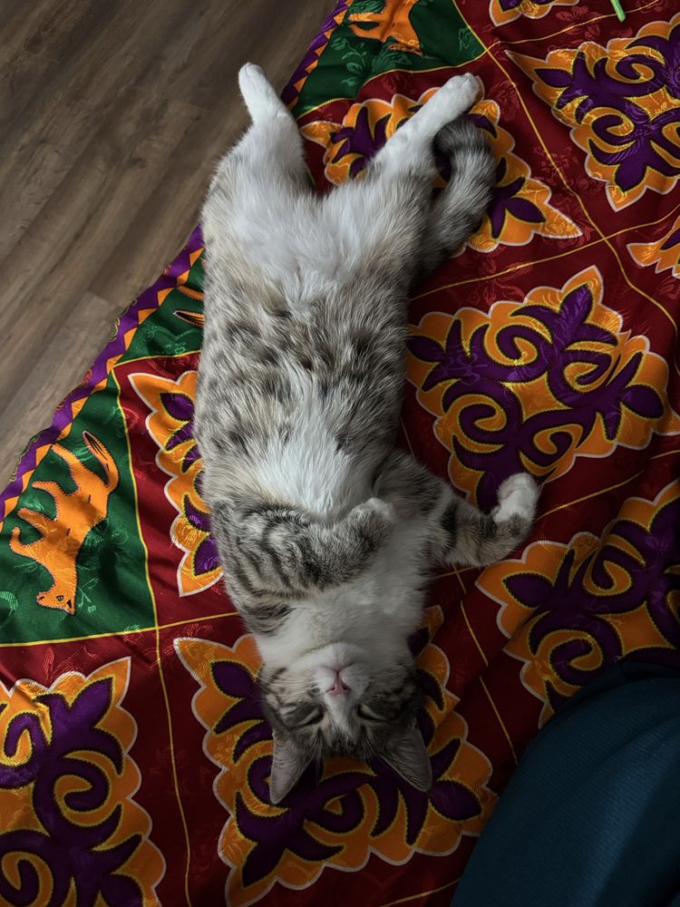 Отдам кошку в добрые руки