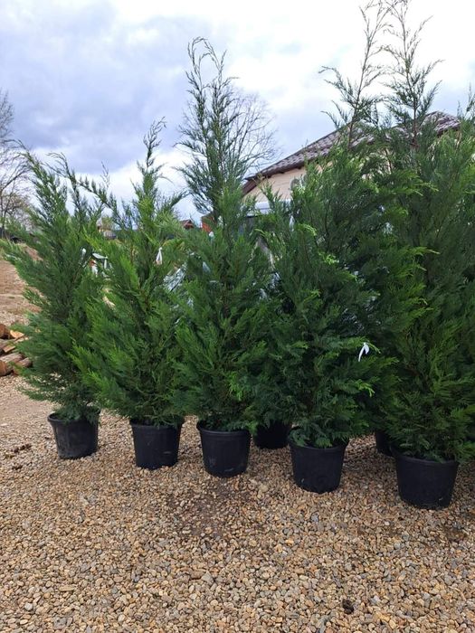 Plante ornamentale pentru gradina, magnolia ,tuia,ewudimus, photinia