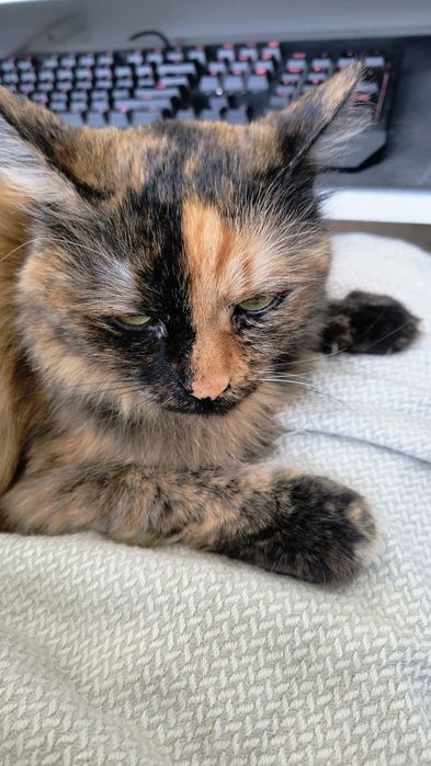 Se donează pisică frumoasă