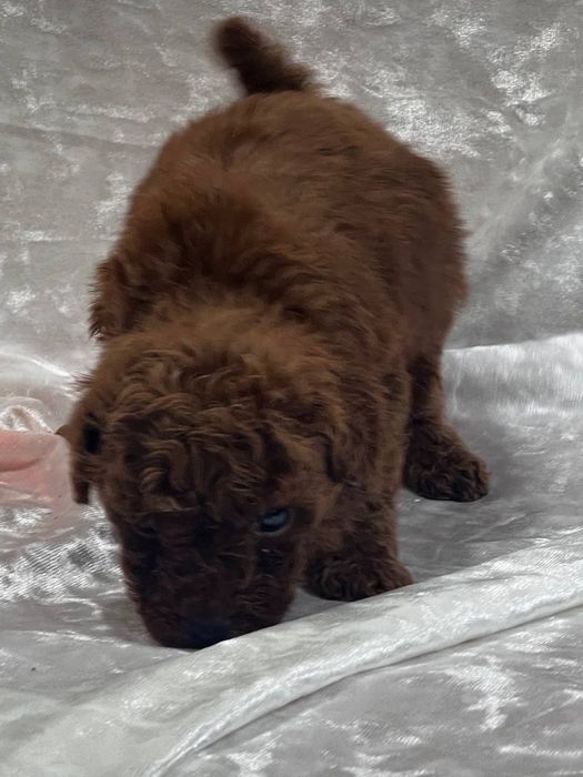 Той пудель.мальчик