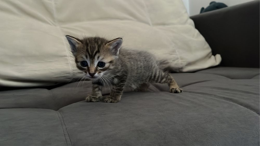 Котята бесплатно