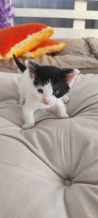 Pisicuți mici adoptie