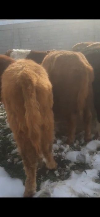 225 мыңнан патсостар