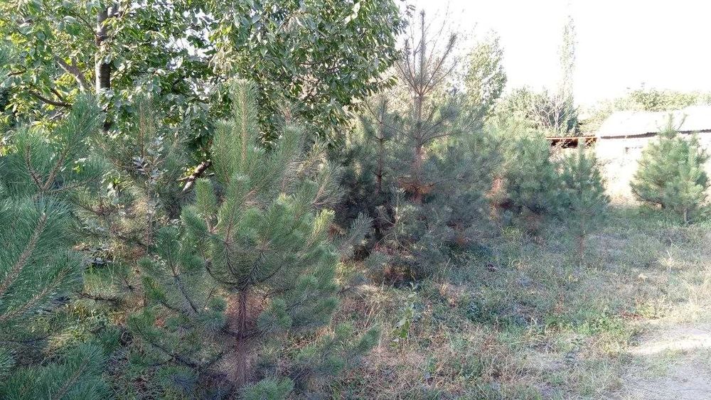 Qrim sosna kòchati 1.5 metrdan 4 metrgacha pishniy