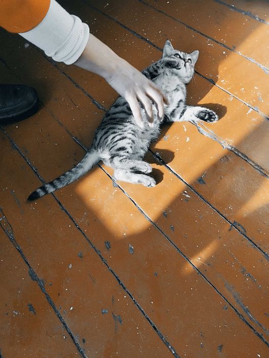 Умный котёнок тигрового окраса в добрые руки