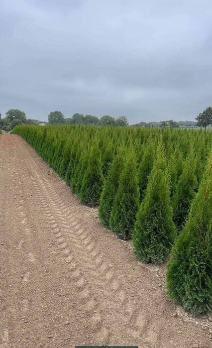 Plante ornamentale pentru o gradina de vis oferim transport