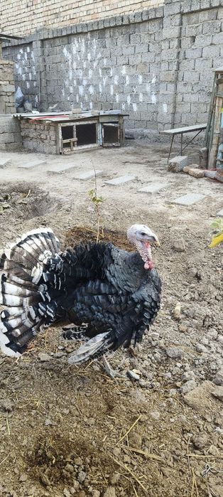 Kurka sotiladi 6 oyli.