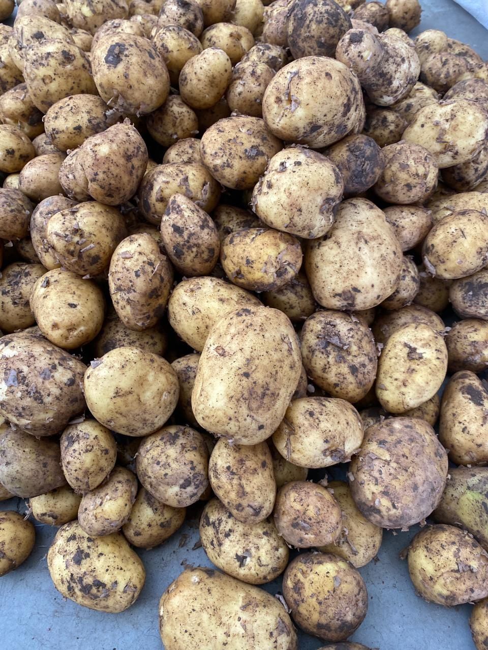 Картофель на хранение