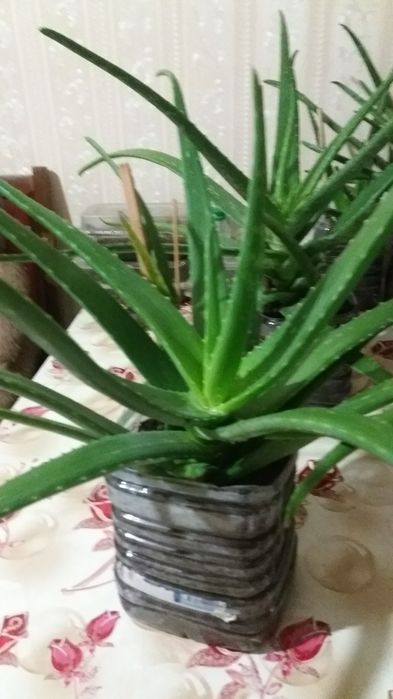 АЛОЯ. (ВЕРА) возраст 3 года .лечебное растение