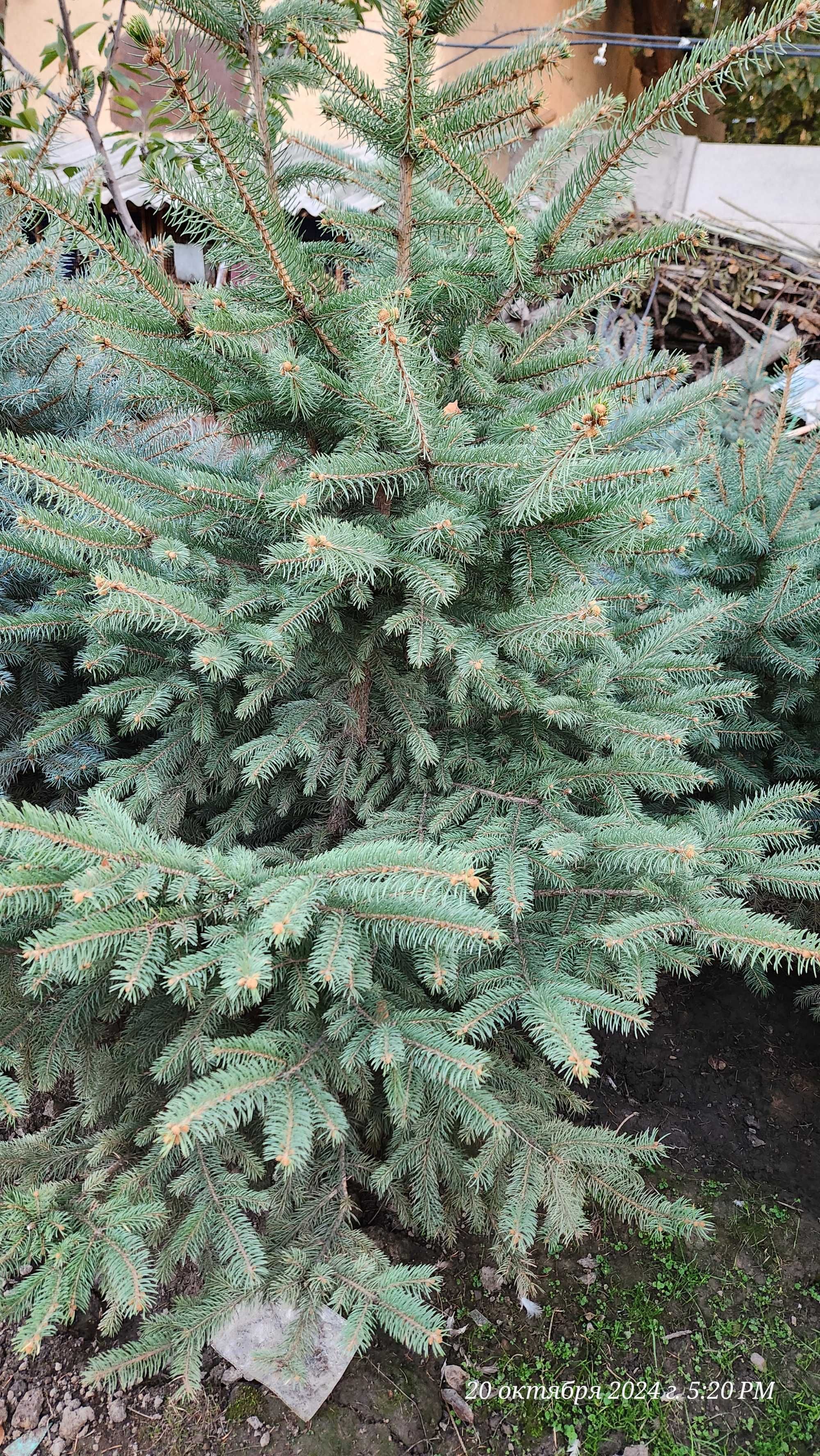 Goluboy archa yel chet eldan blue spruce (colorado spruce) mehr bilan!