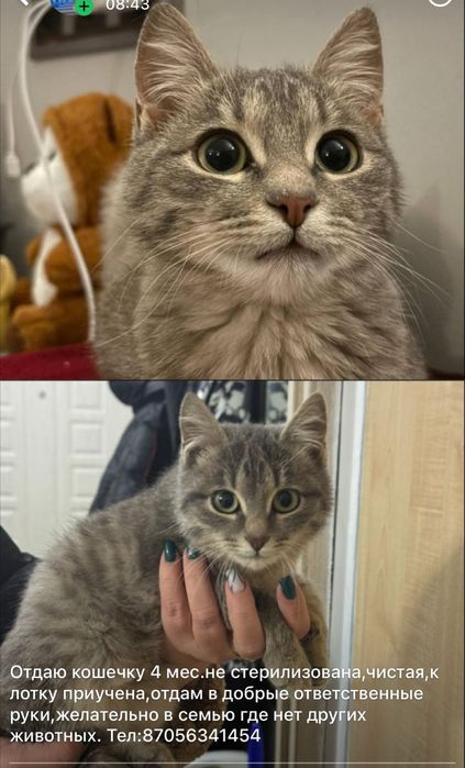 Кошечка отдаётся