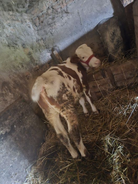 Taurasi de vanzare