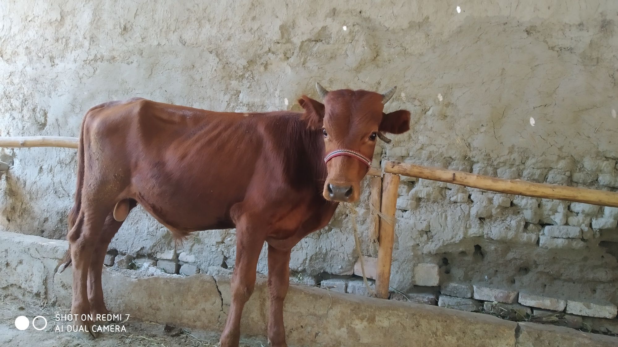 Mol sotiladi mol sotiladi