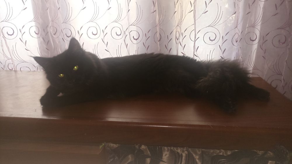 Продам котенка Мейн Кун