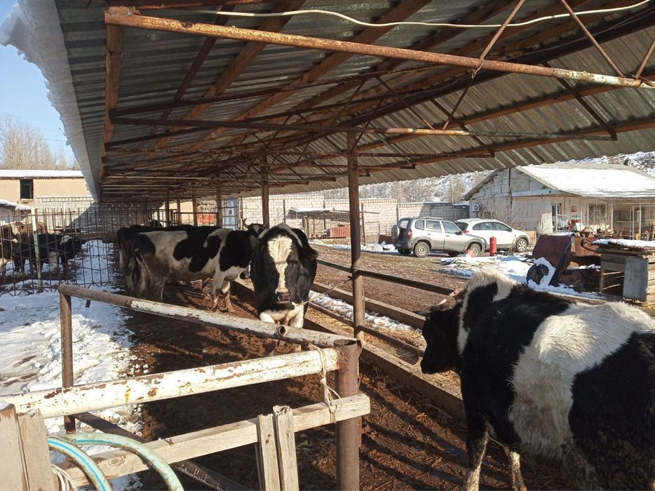 Ферма сотилади Кумушконда