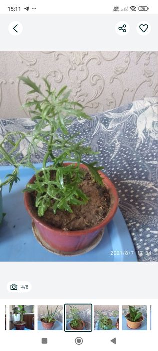 Комнатные домашние цветы