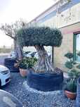 Plante ornamentale sănătoase, gata de livrare