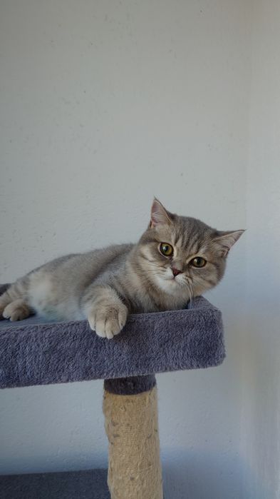 Pisica british shorthair cu pedigree