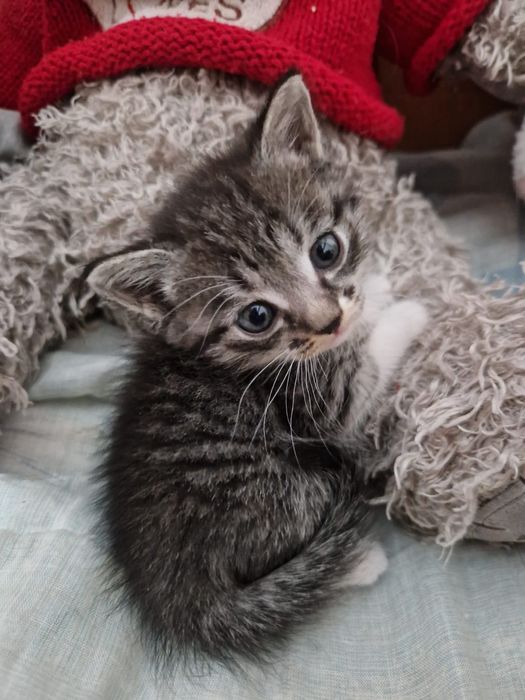 Отдам в добрые руки