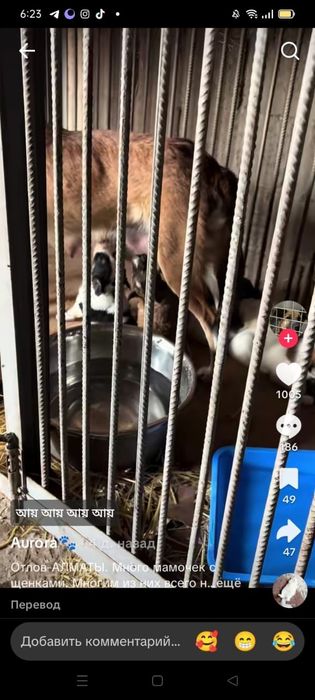 Щенятки Дворянины разных возрастов ждут любящих хозяев