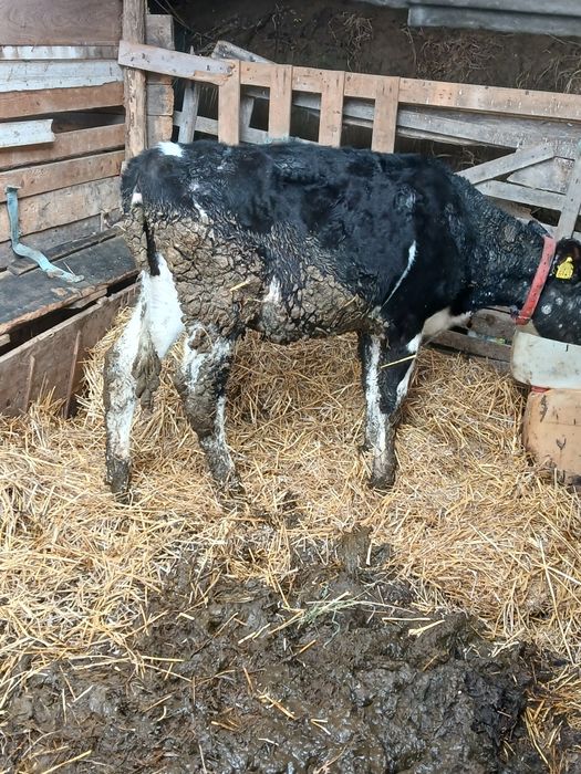 Vitea holstein de vanzare